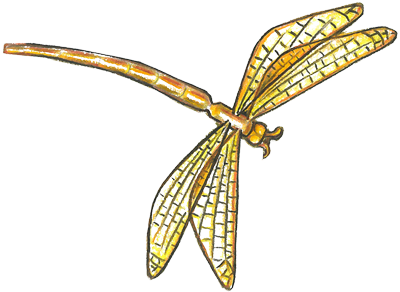 dragonfly-resized